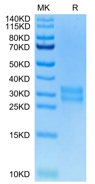 Biotinylated Human M-CSF on Tris-Bis PAGE under reduced condition. The purity is greater than 95%.Biotinylated Human M-CSF/CSF-1 Protein, Active