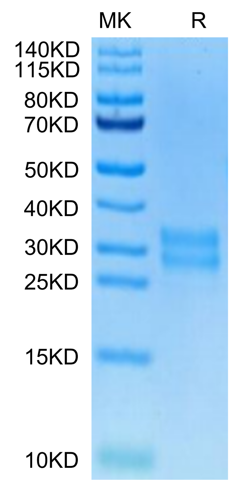 Biotinylated Human M-CSF on Tris-Bis PAGE under reduced condition. The purity is greater than 95%.Biotinylated Human M-CSF/CSF-1 Protein, Active