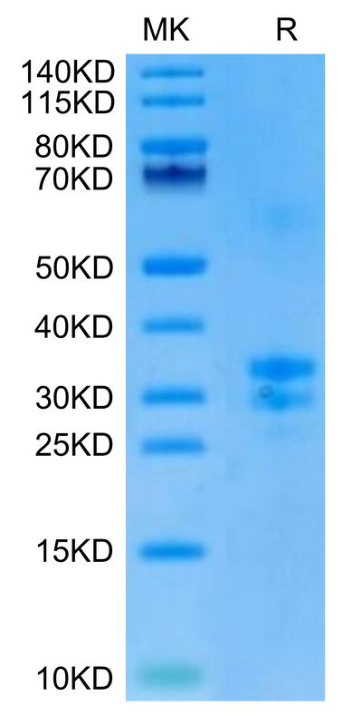 Biotinylated Mouse TNFSF15 on Tris-Bis PAGE under reduced condition. The purity is greater than 90%.Biotinylated Mouse TNFSF15 Protein, Active