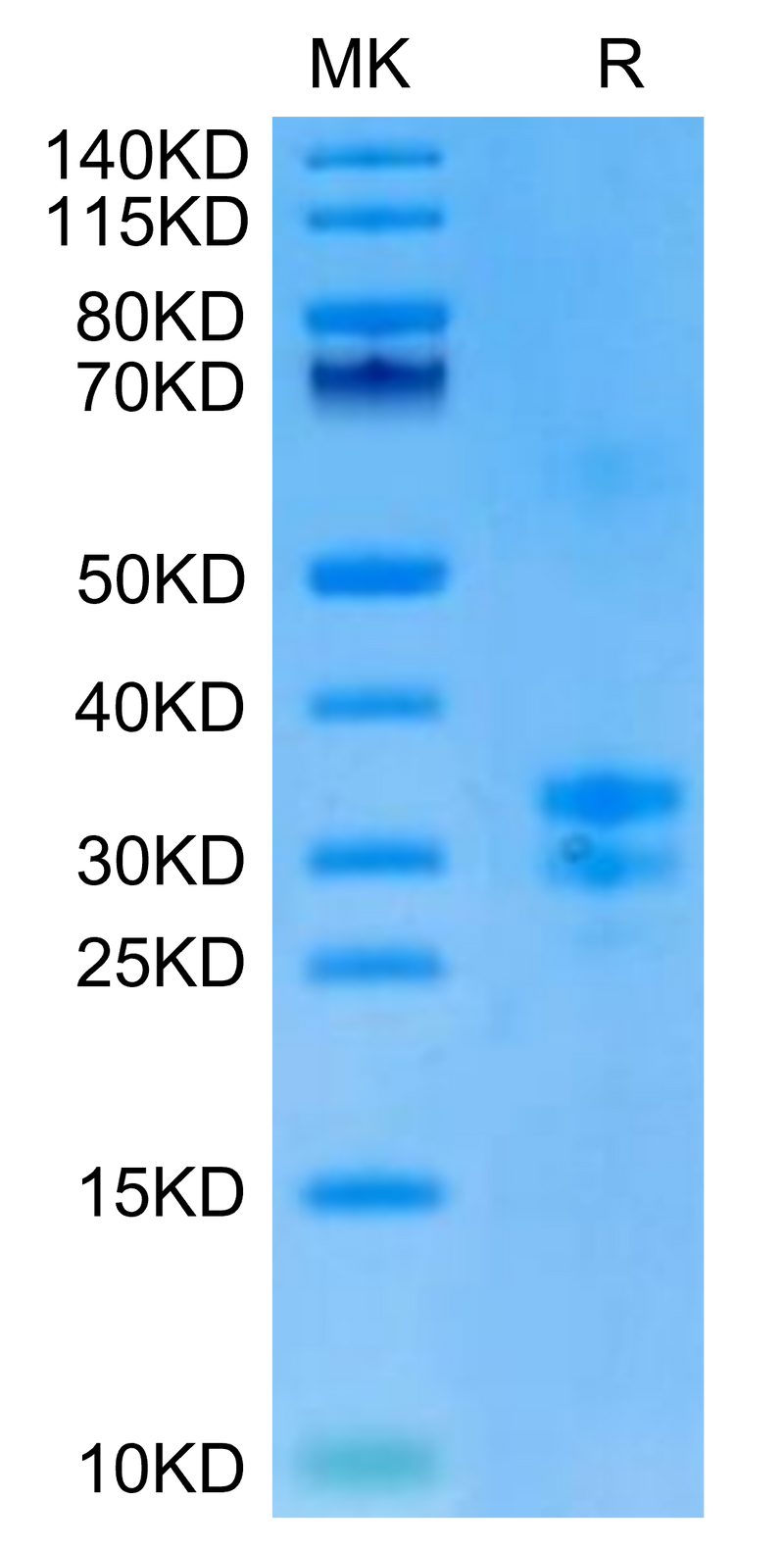 Biotinylated Mouse TNFSF15 on Tris-Bis PAGE under reduced condition. The purity is greater than 90%.Biotinylated Mouse TNFSF15 Protein, Active