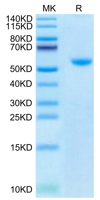 Biotinylated Human CD40 Ligand Trimer on Tris-Bis PAGE under reduced condition. The purity is greater than 95%.Biotinylated Human CD40 Ligand/TNFSF5 Trimer Protein (Primary Amine Labeling), Active