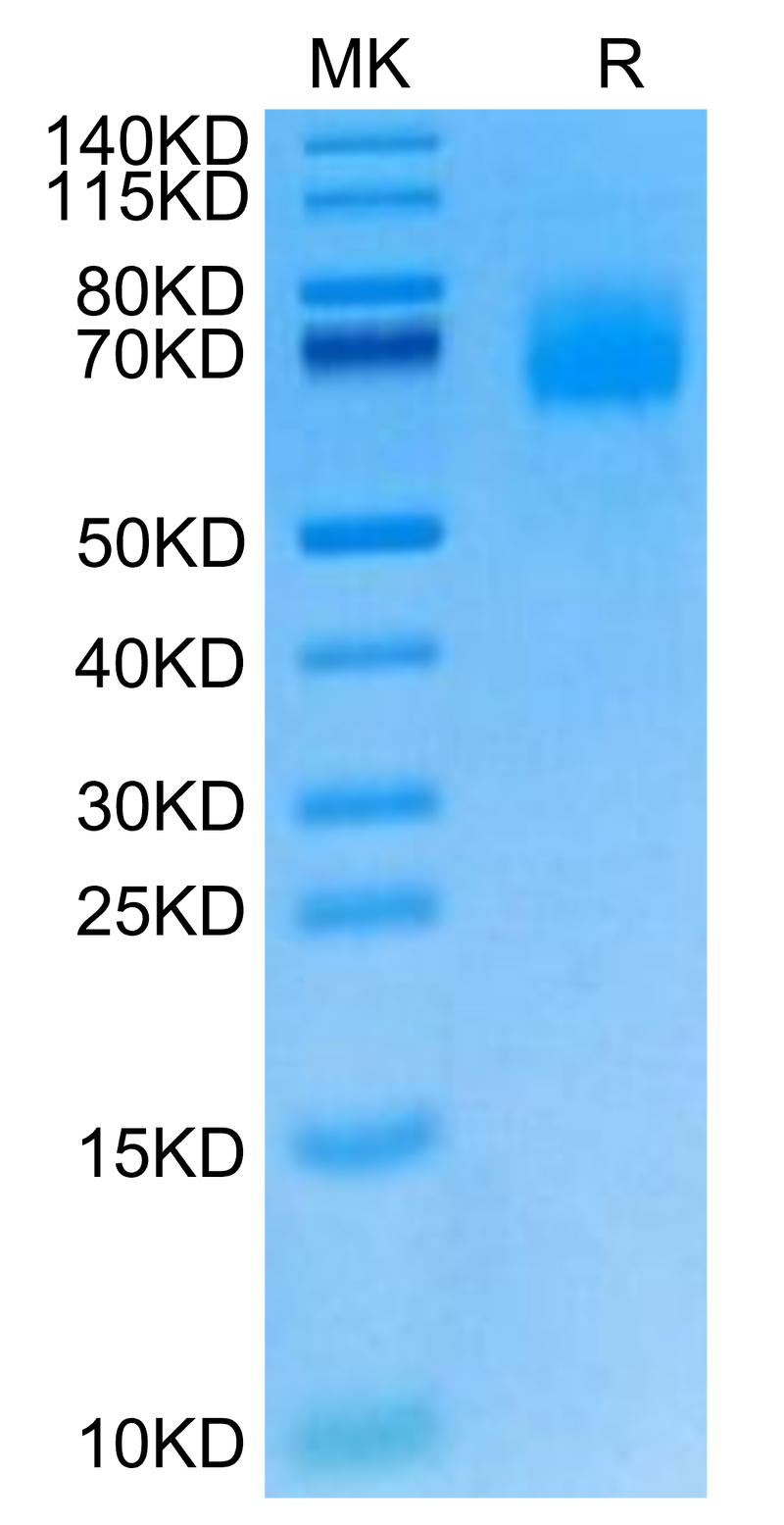 Cynomolgus IL-23R on Tris-Bis PAGE under reduced condition. The purity is greater than 95%.Recombinant Cynomolgus IL-23R Protein, Active