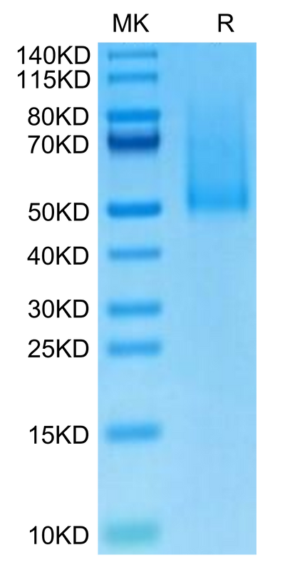Cynomolgus CX3CL1 on Tris-Bis PAGE under reduced condition. The purity is greater than 95%.Recombinant Cynomolgus CX3CL1/Fractalkine Protein