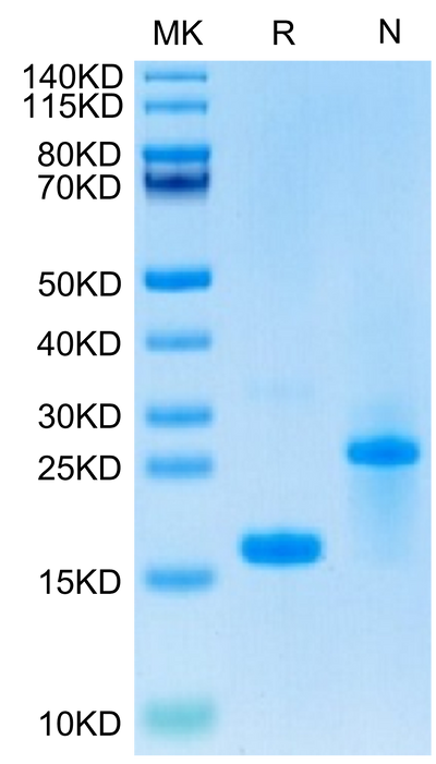 Biotinylated Human GDF15 on Tris-Bis PAGE under reduced (R) condition and Non reducing (N) condition. The purity is greater than 95%.Biotinylated Human GDF15 Protein, Active