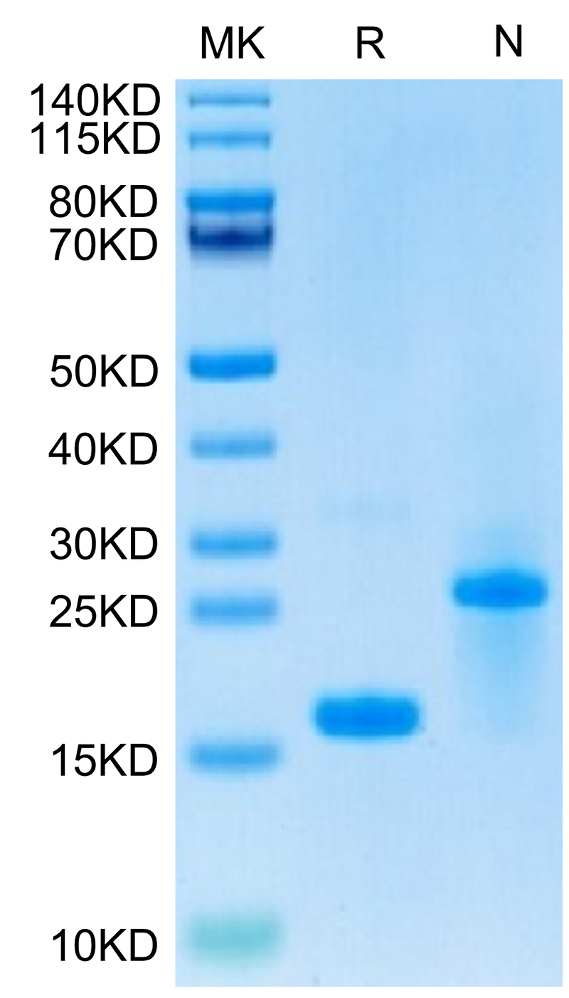 Biotinylated Human GDF15 on Tris-Bis PAGE under reduced (R) condition and Non reducing (N) condition. The purity is greater than 95%.Biotinylated Human GDF15 Protein, Active