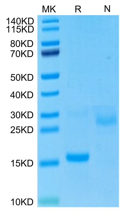 Cynomolgus GDF15 on Tris-Bis PAGE under reduced (R) condition and Non reducing (N) condition. The purity is greater than 95%.Recombinant Cynomolgus GDF15 Protein, Active