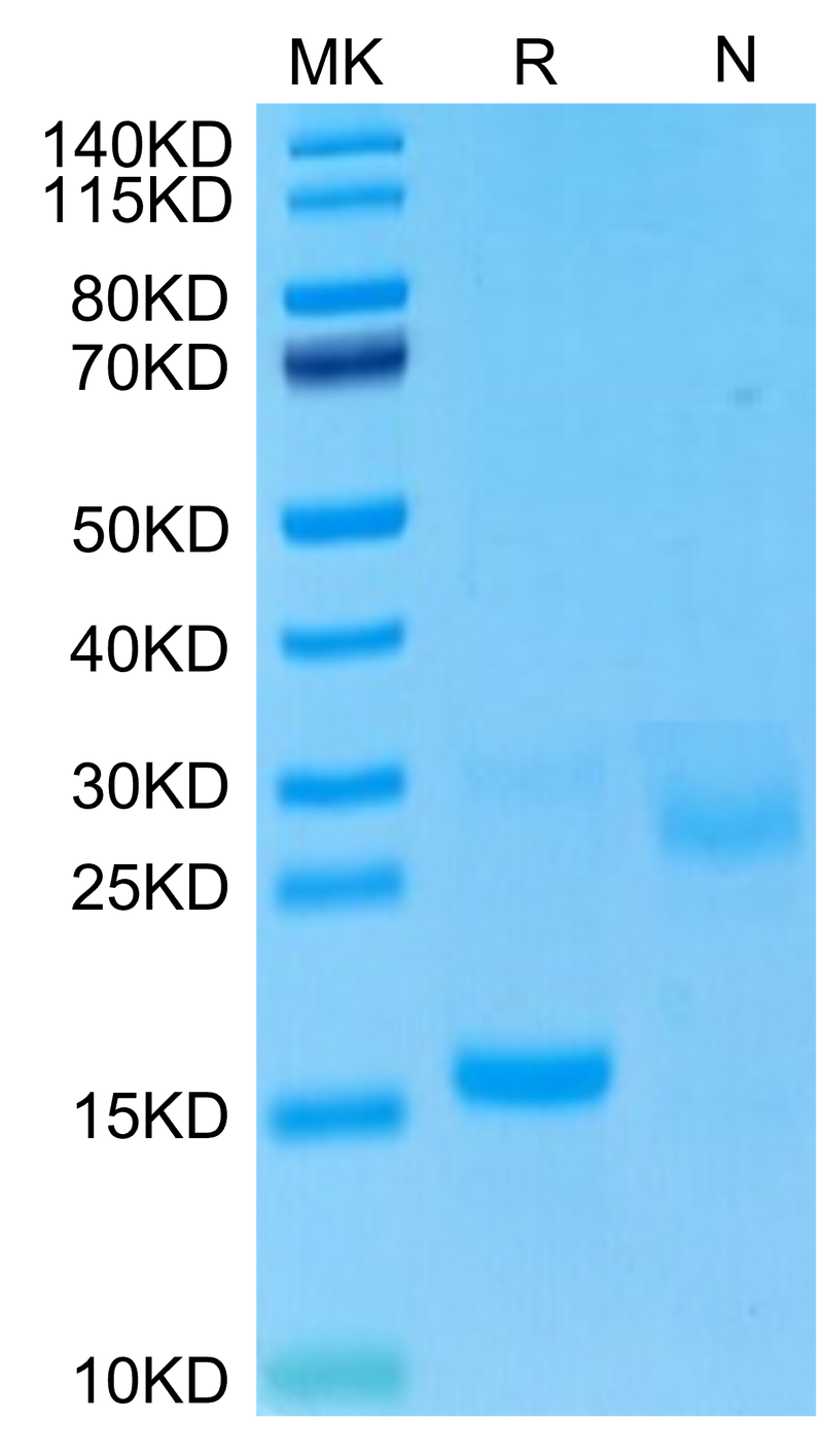 Cynomolgus GDF15 on Tris-Bis PAGE under reduced (R) condition and Non reducing (N) condition. The purity is greater than 95%.Recombinant Cynomolgus GDF15 Protein, Active