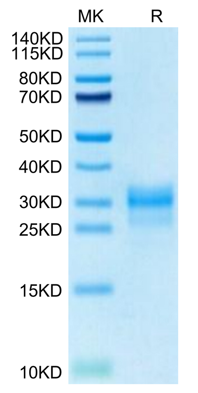 Cynomolgus IL-1 alpha on Tris-Bis PAGE under reduced condition. The purity is greater than 95%.Recombinant Cynomolgus IL-1 alpha/IL-1A Protein