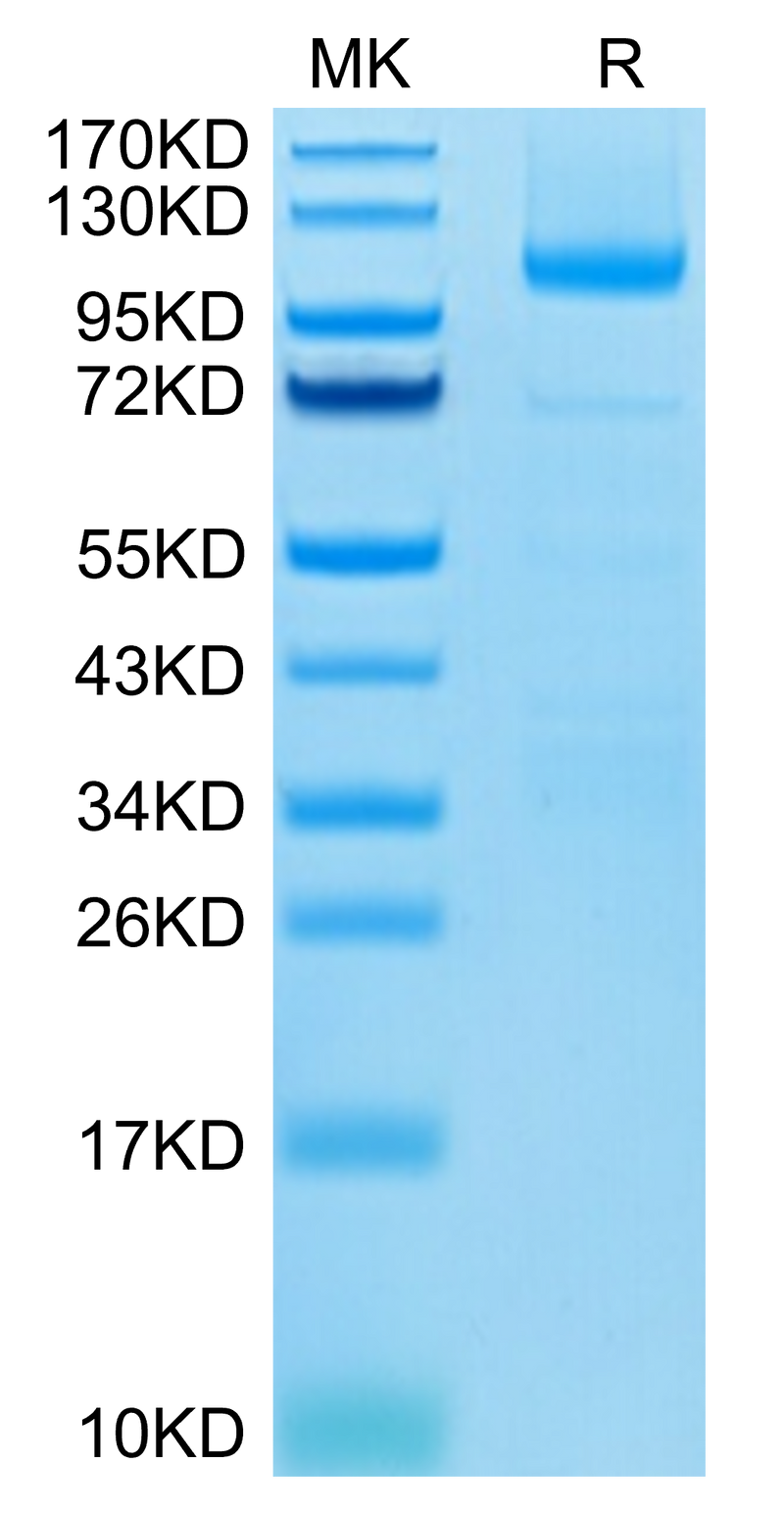 Human LGR-5 on Tris-Bis PAGE under reduced condition. The purity is greater than 95%.Recombinant Human LGR-5 Protein, Active