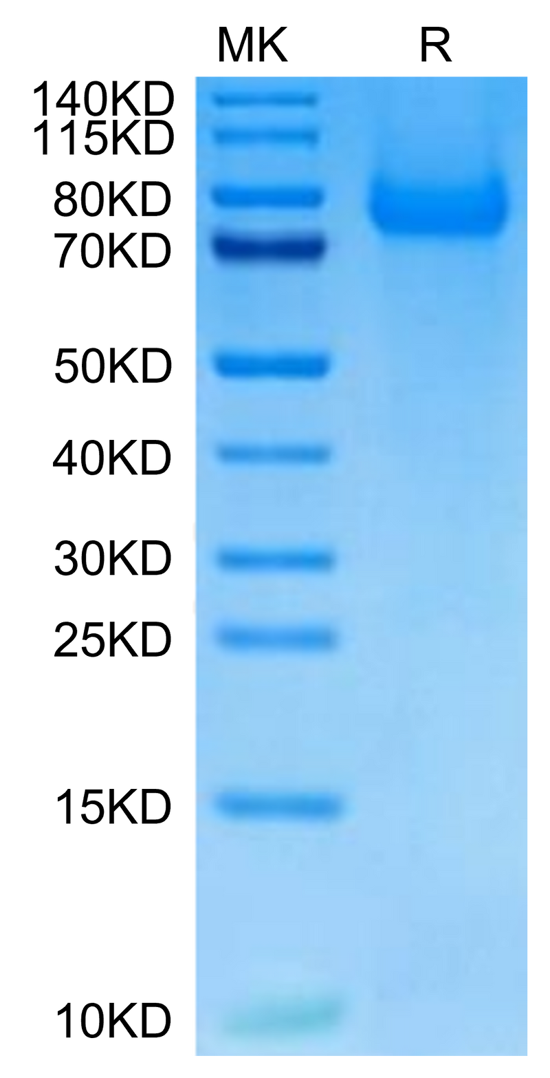 Cynomolgus PSGL-1 on Tris-Bis PAGE under reduced condition. The purity is greater than 95%.Recombinant Cynomolgus PSGL-1 Protein