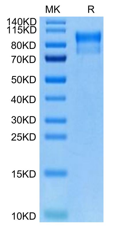 Biotinylated Human Her4 on Tris-Bis PAGE under reduced condition. The purity is greater than 95%.Biotinylated Human Her4/ErbB4 Protein, Active