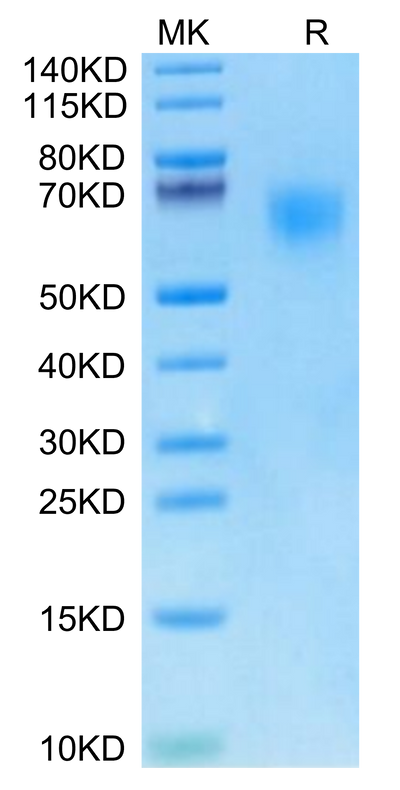 Cynomolgus TPBG on Tris-Bis PAGE under reduced condition. The purity is greater than 95%.Recombinant Cynomolgus TPBG/5T4 Protein, Active