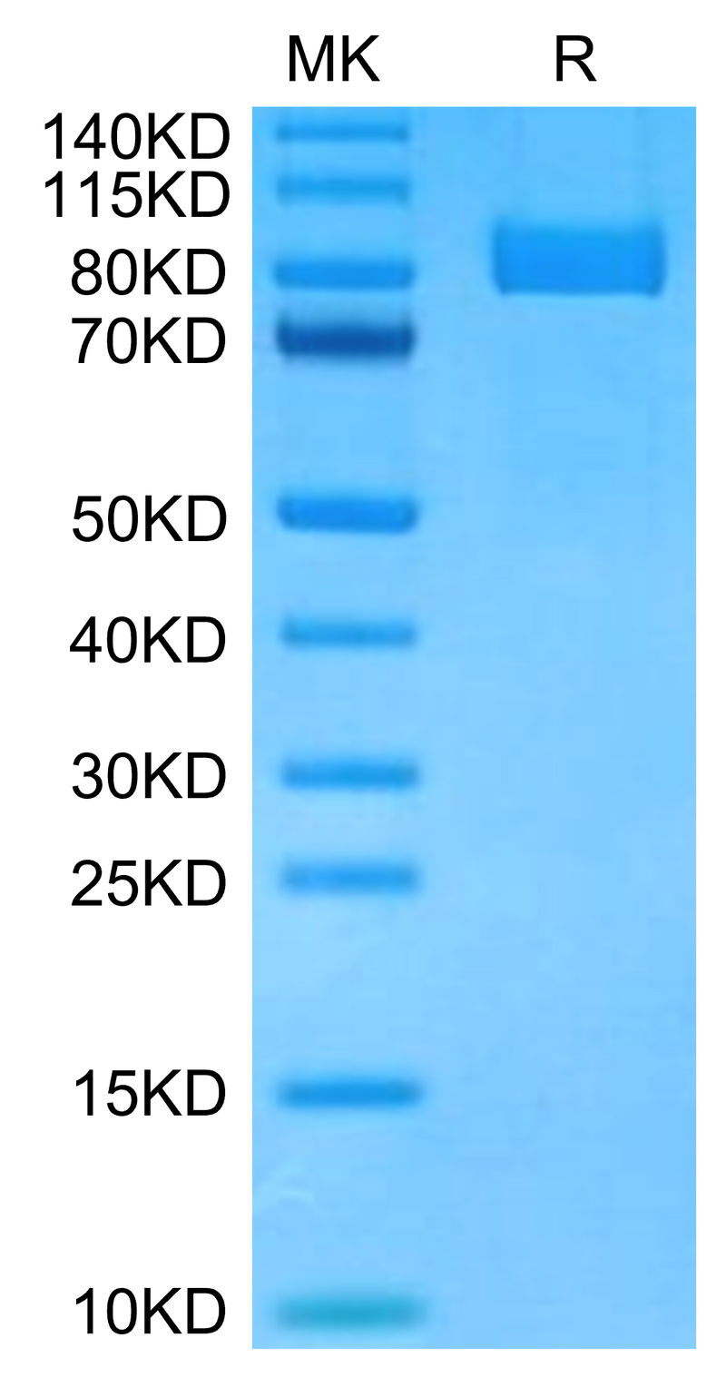 Cynomolgus CD10 on Tris-Bis PAGE under reduced condition. The purity is greater than 95%.Recombinant Cynomolgus CD10/MME Protein