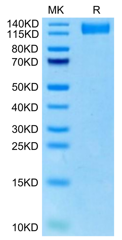 Rhesus macaque VEGF R2 on Tris-Bis PAGE under reduced condition. The purity is greater than 95%.Recombinant Rhesus macaque VEGF R2/KDR Protein, Active