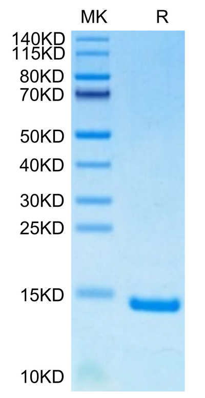 Human/Mouse/Goat Cpn10 on Tris-Bis PAGE under reduced condition. The purity is greater than 95%.Recombinant Human/Mouse/Goat Cpn10/HSPE1 Protein