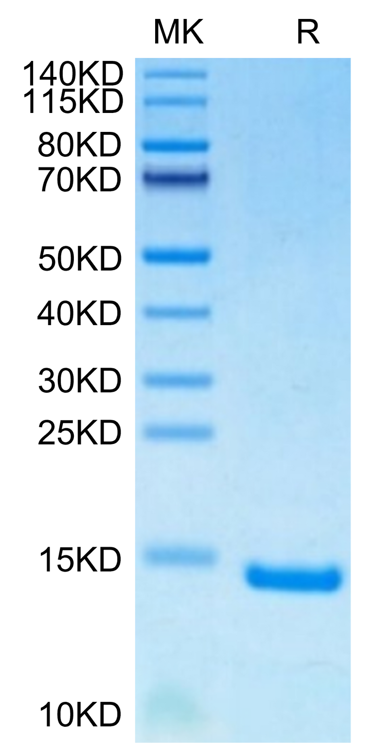 Human/Mouse/Goat Cpn10 on Tris-Bis PAGE under reduced condition. The purity is greater than 95%.Recombinant Human/Mouse/Goat Cpn10/HSPE1 Protein
