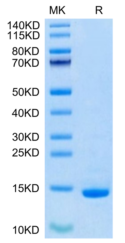 Biotinylated Human/Mouse/Goat Cpn10 on Tris-Bis PAGE under reduced condition. The purity is greater than 95%.Biotinylated Human/Mouse/Goat Cpn10/HSPE1 Protein