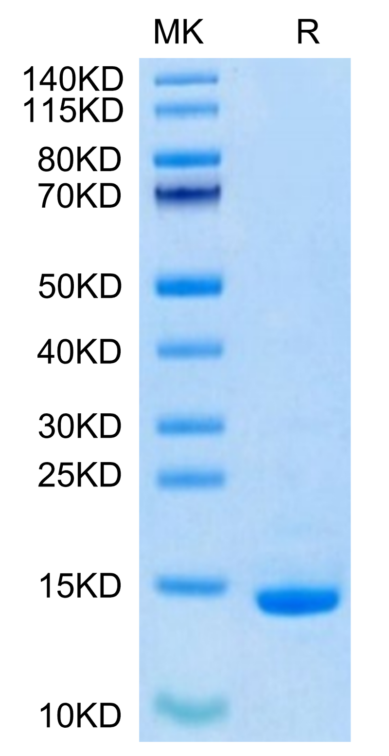 Biotinylated Human/Mouse/Goat Cpn10 on Tris-Bis PAGE under reduced condition. The purity is greater than 95%.Biotinylated Human/Mouse/Goat Cpn10/HSPE1 Protein