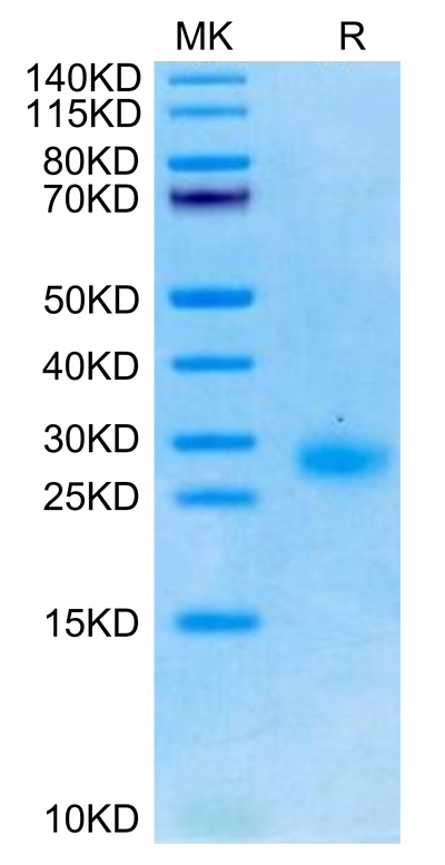 Cynomolgus GITR on Tris-Bis PAGE under reduced condition. The purity is greater than 95%.Recombinant Cynomolgus GITR/TNFRSF18 Protein, Active