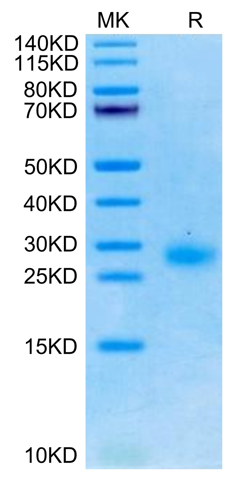 Cynomolgus GITR on Tris-Bis PAGE under reduced condition. The purity is greater than 95%.Recombinant Cynomolgus GITR/TNFRSF18 Protein, Active