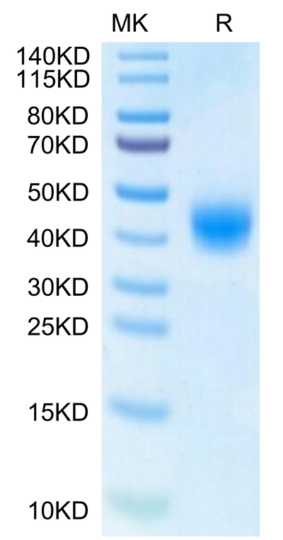 Human BTN2A1 on Tris-Bis PAGE under reduced condition. The purity is greater than 95%.Recombinant Human BTN2A1 Protein, Active