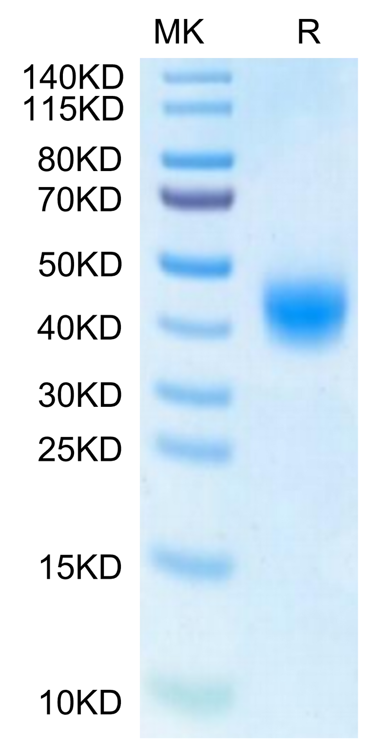 Human BTN2A1 on Tris-Bis PAGE under reduced condition. The purity is greater than 95%.Recombinant Human BTN2A1 Protein, Active