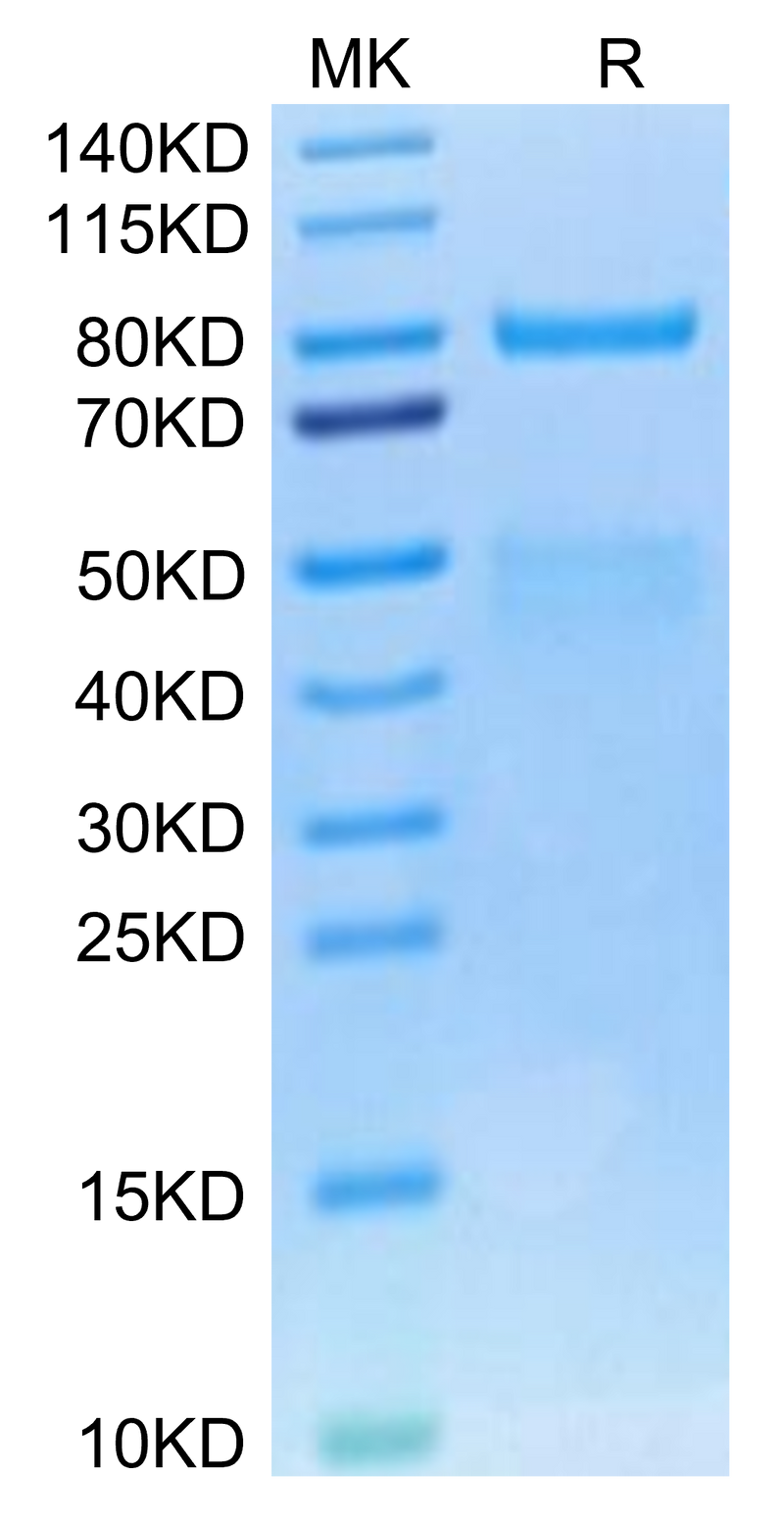 Cynomolgus HGF R on Tris-Bis PAGE under reduced condition. The purity is greater than 95%.Recombinant Cynomolgus HGF R/c-MET Protein, Active