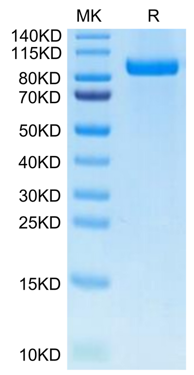 Cynomolgus/Rhesus macaque Her3 on Tris-Bis PAGE under reduced condition. The purity is greater than 95%.Recombinant Cynomolgus/Rhesus macaque Her3 Protein, Active