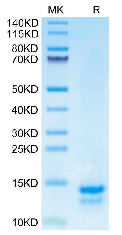 Human FAM19A5 on Tris-Bis PAGE under reduced condition. The purity is greater than 95%.Recombinant Human FAM19A5 Protein