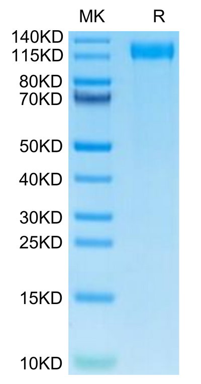 Mouse VEGF R2 on Tris-Bis PAGE under reduced condition. The purity is greater than 95%.Recombinant Mouse VEGF R2/KDR Protein, Active