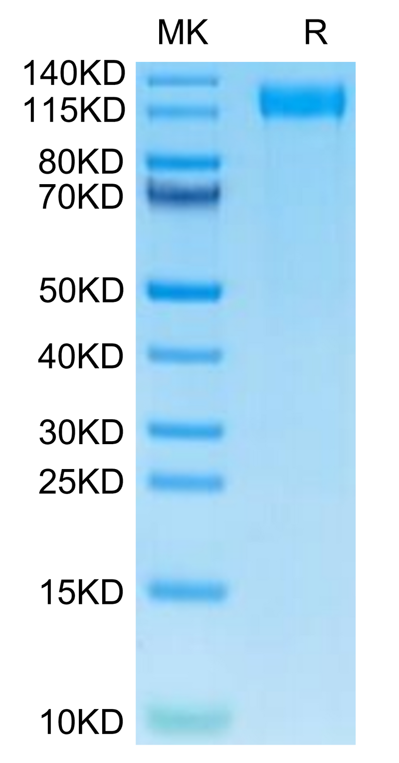 Mouse VEGF R2 on Tris-Bis PAGE under reduced condition. The purity is greater than 95%.Recombinant Mouse VEGF R2/KDR Protein, Active