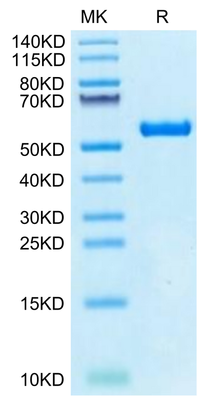 Biotinylated Human HLA-A*02:03&B2M&AFP (FMNKFIYEI) Monomer on Tris-Bis PAGE under reduced condition. The purity is greater than 95%.Biotinylated Human HLA-A*02:03&B2M&AFP (FMNKFIYEI) Monomer Protein