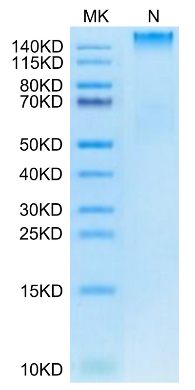 Human HLA-A*02:03&B2M&AFP (FMNKFIYEI) Tetramer on Tris-Bis PAGE under Non reducing (N) condition. The purity is greater than 95%.Recombinant Human HLA-A*02:03&B2M&AFP (FMNKFIYEI) Tetramer Protein