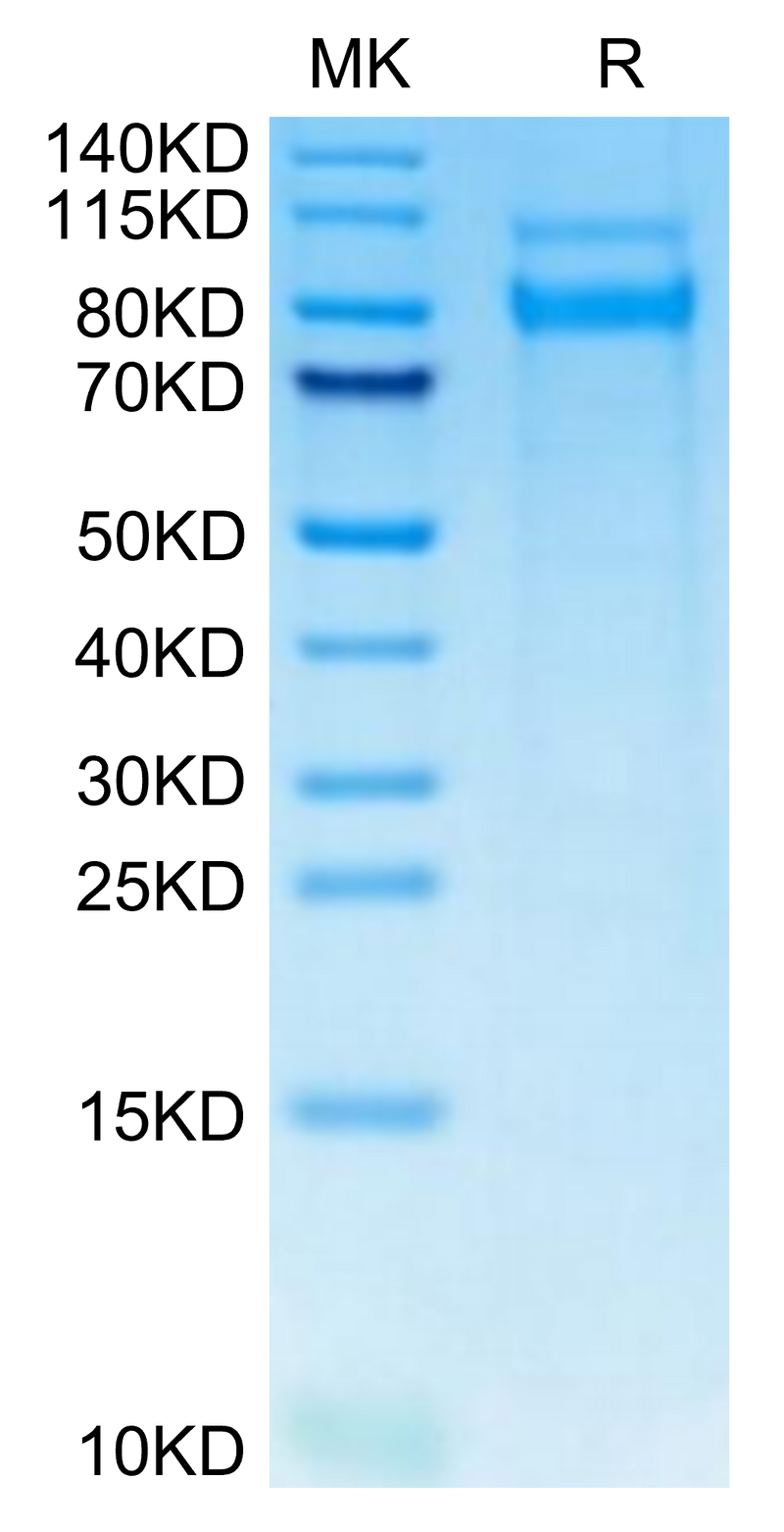 Mouse CLEC14A on Tris-Bis PAGE under reduced condition. The purity is greater than 95%.Recombinant Mouse CLEC14A Protein