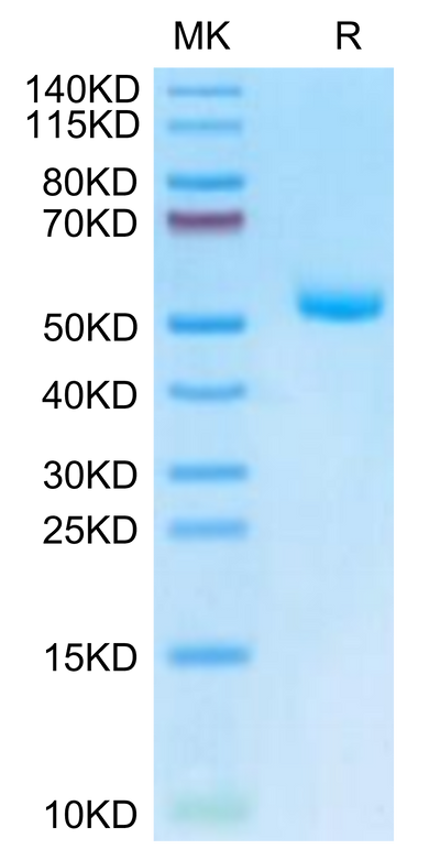Mouse EVA-1 on Tris-Bis PAGE under reduced condition. The purity is greater than 95%.Recombinant Mouse EVA-1/MPZL2 Protein