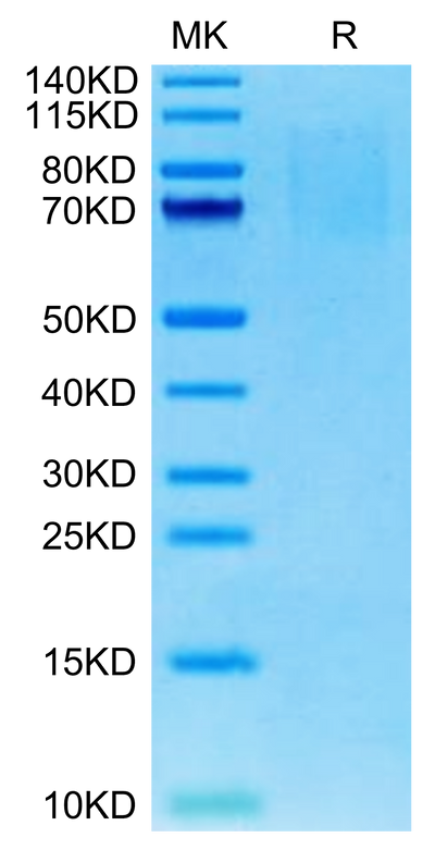 Mouse PSGL-1 on Tris-Bis PAGE under reduced condition. The purity is greater than 95%.Recombinant Mouse PSGL-1 Protein