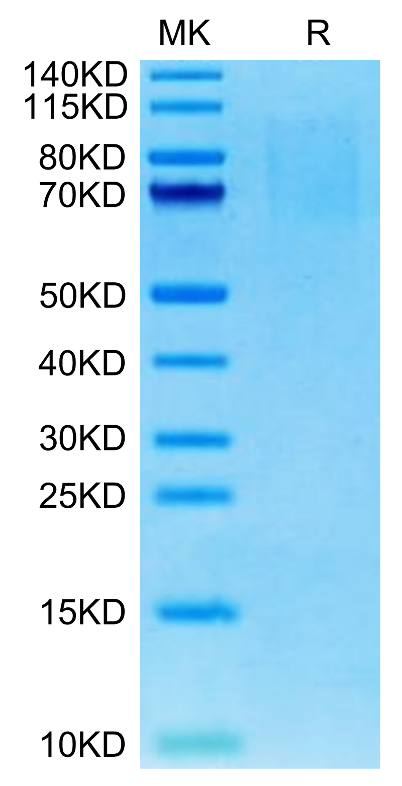 Mouse PSGL-1 on Tris-Bis PAGE under reduced condition. The purity is greater than 95%.