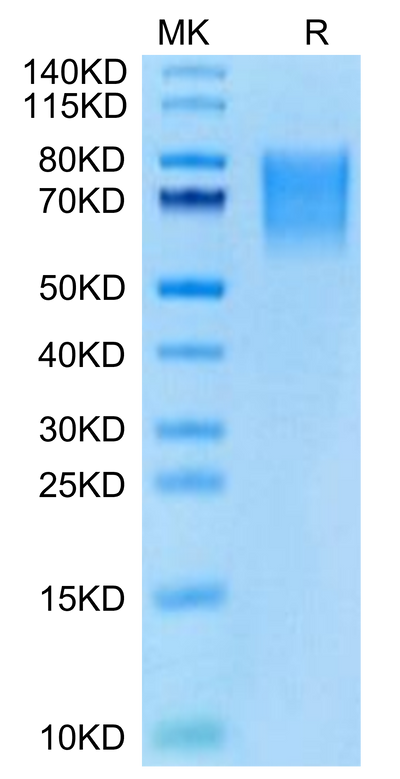 Cynomolgus BSPII on Tris-Bis PAGE under reduced condition. The purity is greater than 95%.Recombinant Cynomolgus BSPII Protein
