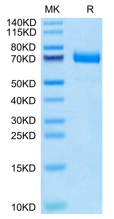 Cynomolgus CD36 on Tris-Bis PAGE under reduced condition. The purity is greater than 95%.Recombinant Cynomolgus CD36/SR-B3 Protein