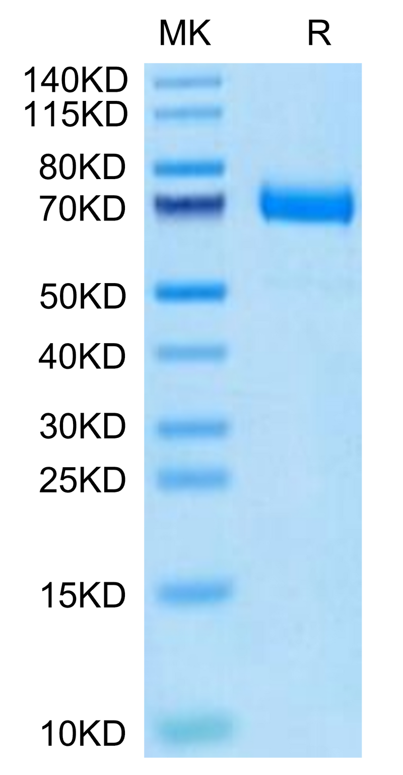 Cynomolgus CD36 on Tris-Bis PAGE under reduced condition. The purity is greater than 95%.Recombinant Cynomolgus CD36/SR-B3 Protein