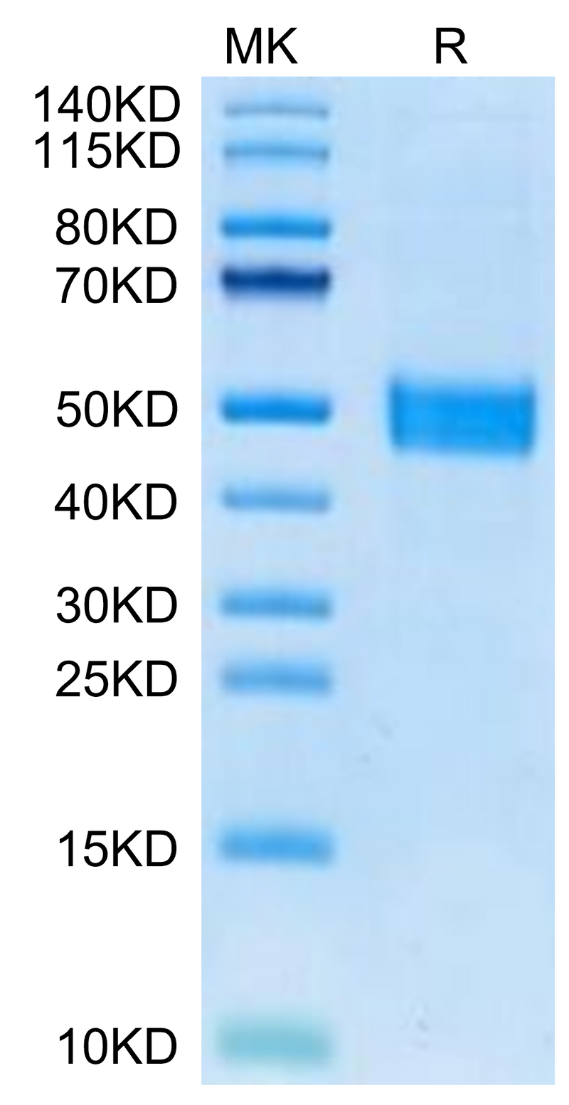 Mouse FSTL1 on Tris-Bis PAGE under reduced condition. The purity is greater than 95%.Recombinant Mouse FSTL1 Protein
