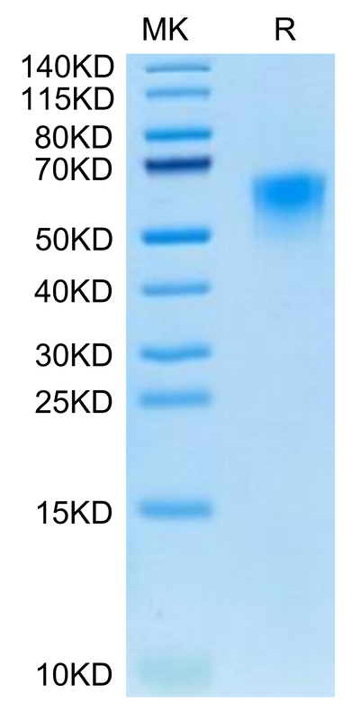 Canine CD46 on Tris-Bis PAGE under reduced condition. The purity is greater than 95%.Recombinant Canine CD46 Protein