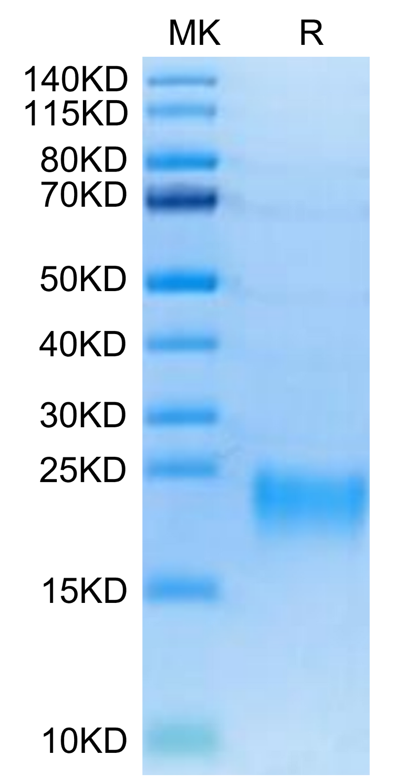 Biotinylated Human BAFFR on Tris-Bis PAGE under reduced conditions. The purity is greater than 95%.Biotinylated Human BAFFR/TNFRSF13C Protein, Active