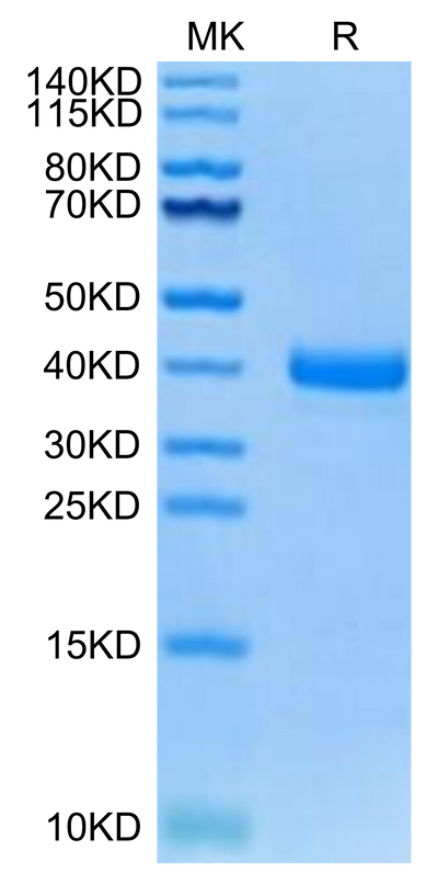 Canine Coagulation Factor III on Tris-Bis PAGE under reduced condition. The purity is greater than 95%.Recombinant Canine Coagulation Factor III/Tissue Factor Protein