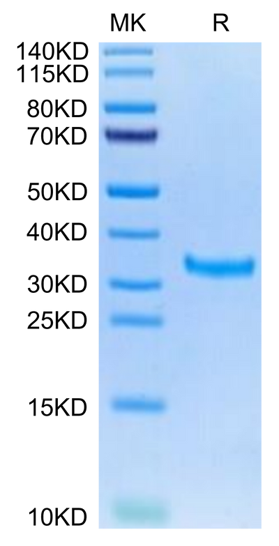 Mouse IgG2a Fc on Tris-Bis PAGE under reduced condition. The purity is greater than 95%.Recombinant Mouse IgG2a Fc Protein, Active