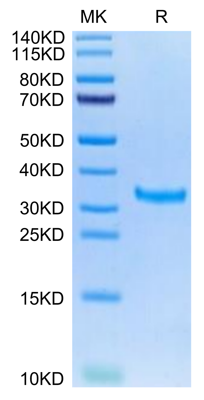 Mouse IgG2a Fc on Tris-Bis PAGE under reduced condition. The purity is greater than 95%.Recombinant Mouse IgG2a Fc Protein, Active