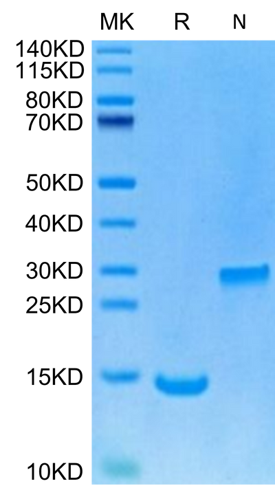 Human/Rhesus macaque/Mouse/Rat/Canine BMP2 on Tris-Bis PAGE under Non reducing (N) condition and reduced condition. The purity is greater than 95%.Recombinant Human/Rhesus macaque/Mouse/Rat/Canine BMP2 Protein
