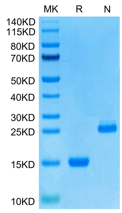 Human GDF15 on Tris-Bis PAGE under reduced (R) condition and Non reducing (N) condition. The purity is greater than 95%.Recombinant Human GDF15 Protein, Active