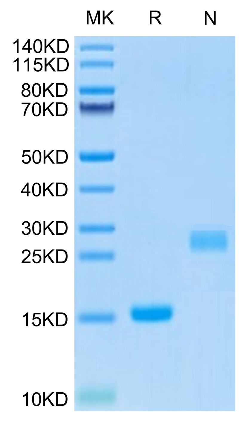 Mouse GDF15 on Tris-Bis PAGE under reduced (R) condition and Non reducing (N) condition. The purity is greater than 95%.Recombinant Mouse GDF15 Protein, Active