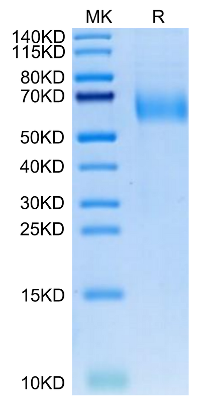 Canine IL-23R on Tris-Bis PAGE under reduced condition. The purity is greater than 95%.Recombinant Canine IL-23R Protein, Active